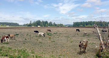 Schoch cows