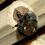 For bumper garden crops add Mason bees