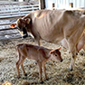 Featured Business
Schoch Dairy