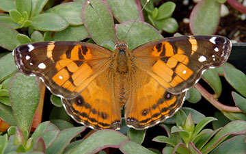 Painted Lady butterfly