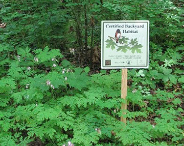 backyard habitat
