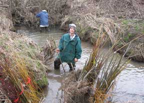 Restoration was done in waders in the early days of the projectvegetation