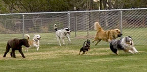 dogs in a park