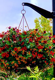 flower baskets