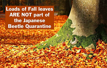 Fall leaves