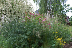 Native Plant Sale