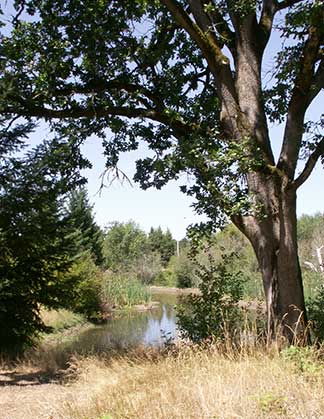 saltzman wetland pond