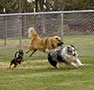 Dog Park