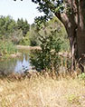 Saltzman wetland