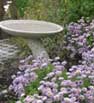 raingarden