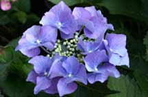 hydrangea