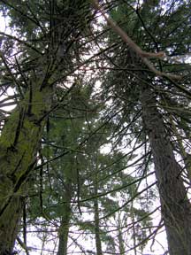 trees