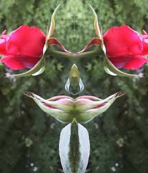 Braund Gardener