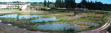 wetland 97
