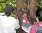 tree rescue