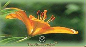 lily