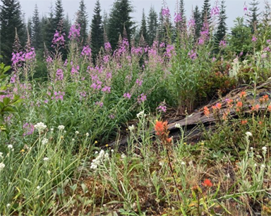 native plants