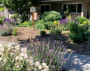 pollinator garden