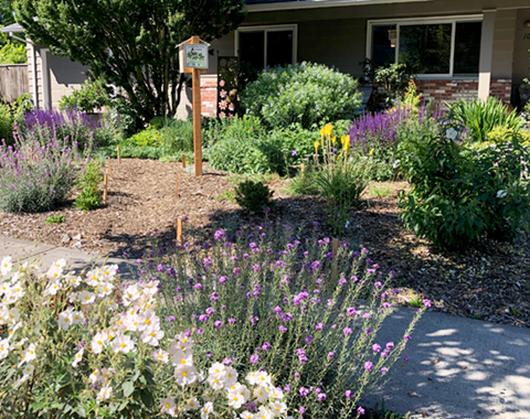 pollinator garden