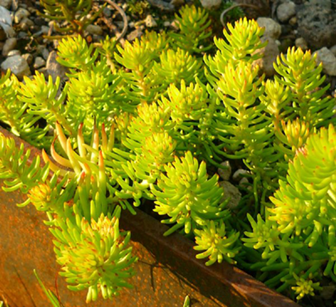 sedum angelina stonecrop plant