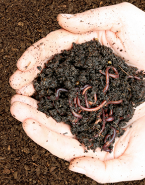 handful of dirt with worms in it