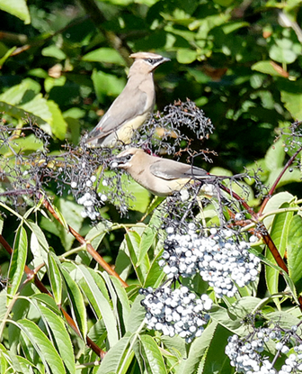 cedar waxwing and elderberry