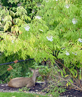 deer under elderberry