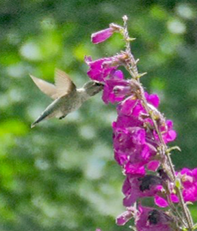hummingbird