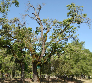 affected oak