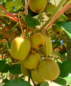 fuzzy kiwis growing