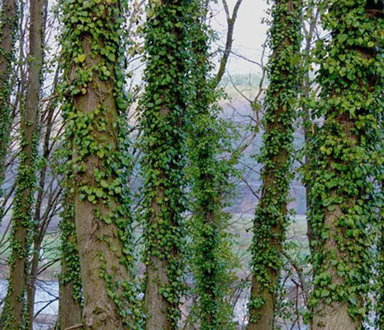 ivy on trees