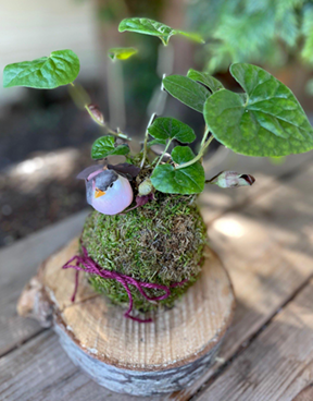 kokedama planting