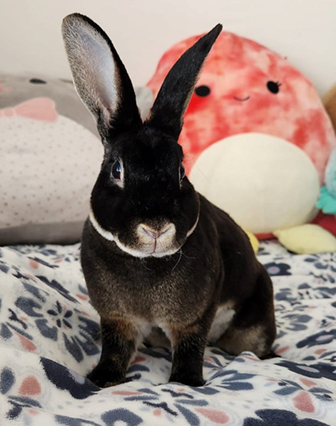 rabbit