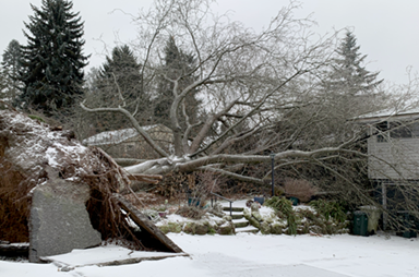 tree down after storm