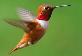rufous hummingbird