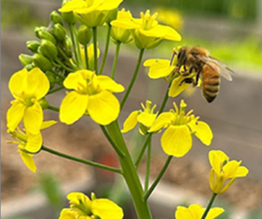 bee on yellow flowers