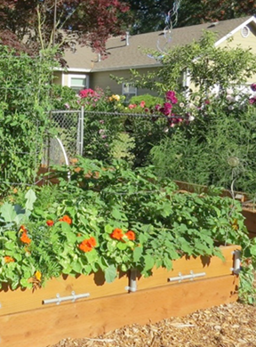 raised bed