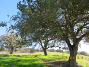 five oaks