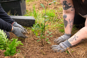 pcc planting