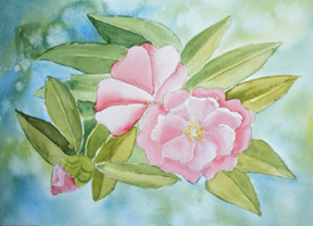 susan pfahl pink camelia