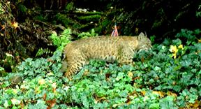 uwin bobcat