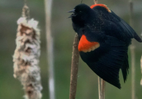 redwing blackbird
