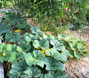 grow vegetables