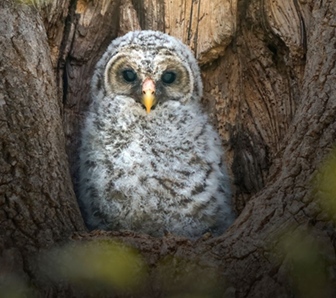 baby owl