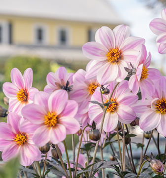 dahlias at cornell farm