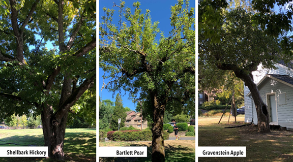 heritage trees