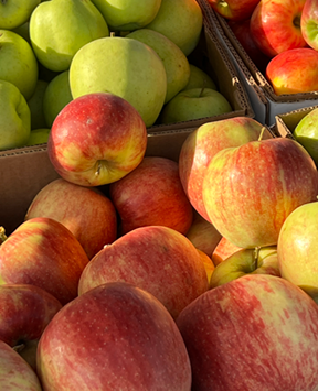 apples