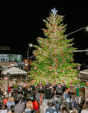 bethany tree