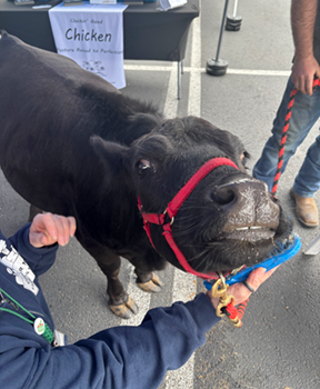 calf