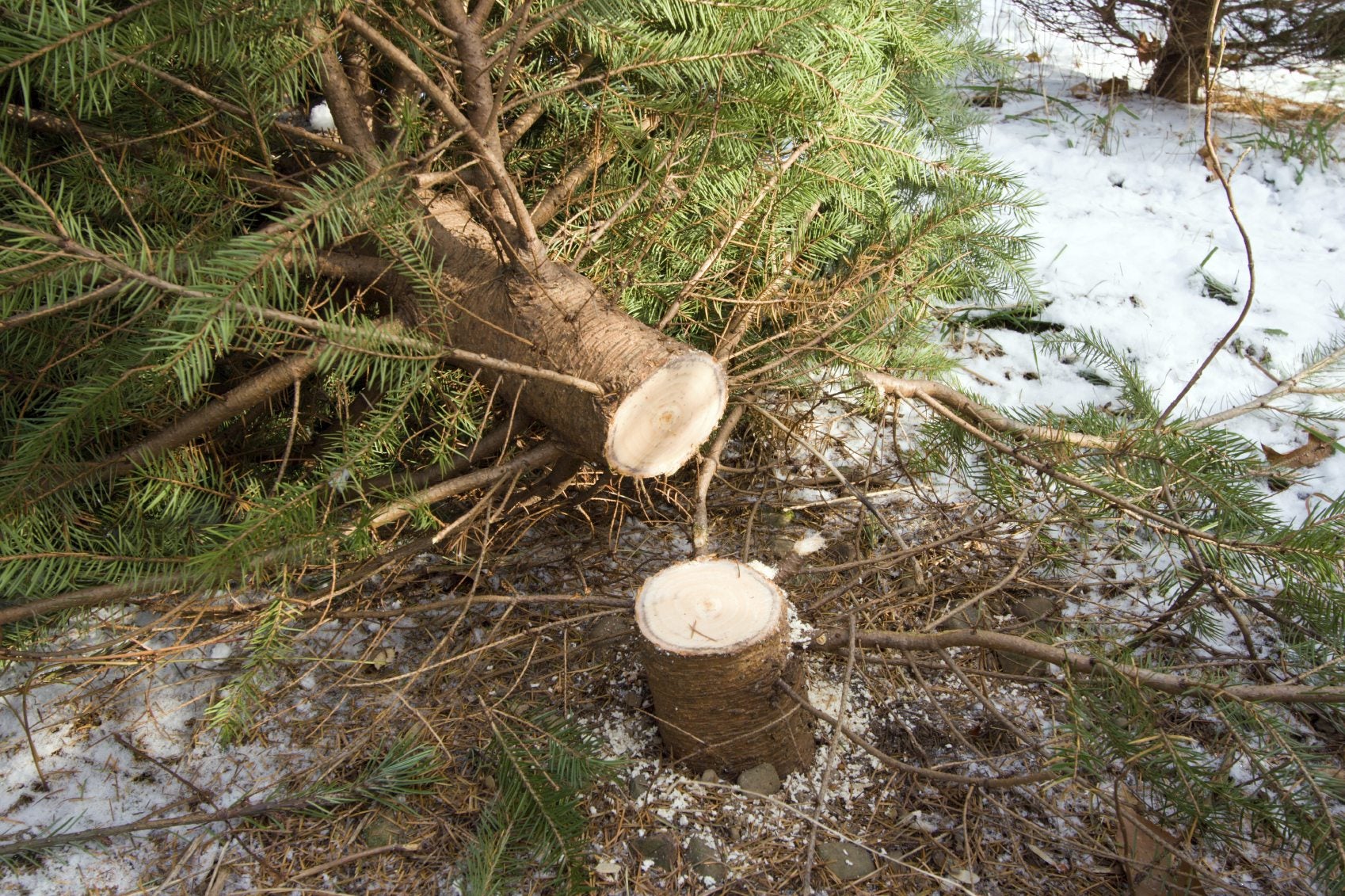 cut tree